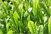 Zelený čaj a jeho priaznivé účinky
